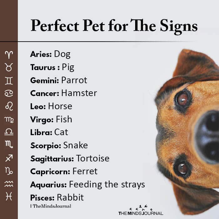 Perfect Pet for The Signs