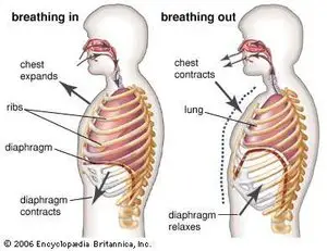 Folsom+Counseling+Diaphragmatic+Breathing