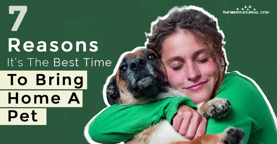 Reasons The Best Time To Bring Home A Pet