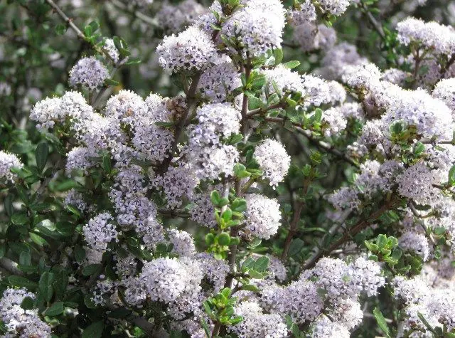 Medicinal plants used by Native Americans Hummingbird Blossom (Buck Brush)