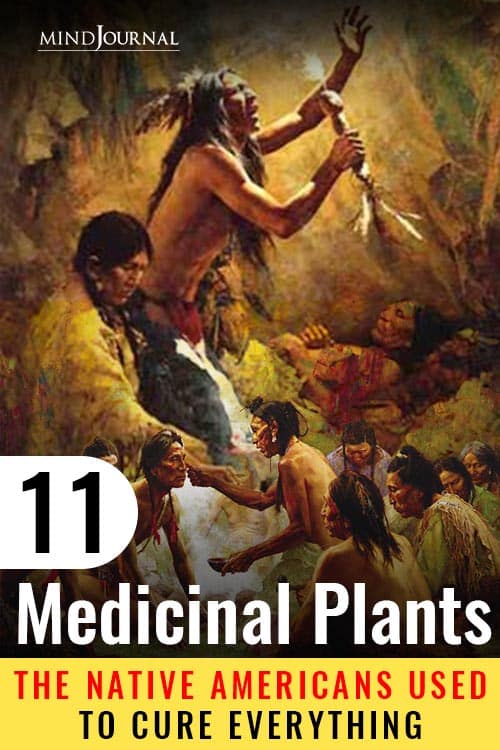 Medicinal Plants The Native Americans Used As Herbal Remedies Pin