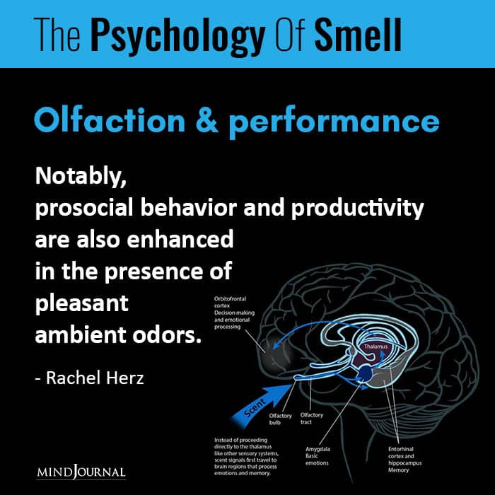 The Psychology Of Olfaction: How Smell Can Influence Your Mood And Behavior