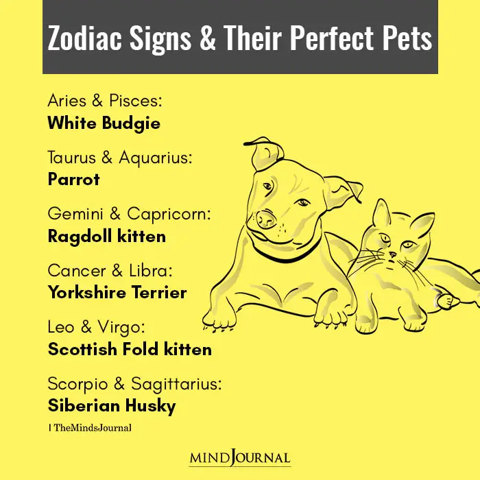 Zodiac Signs And Their Perfect Pets