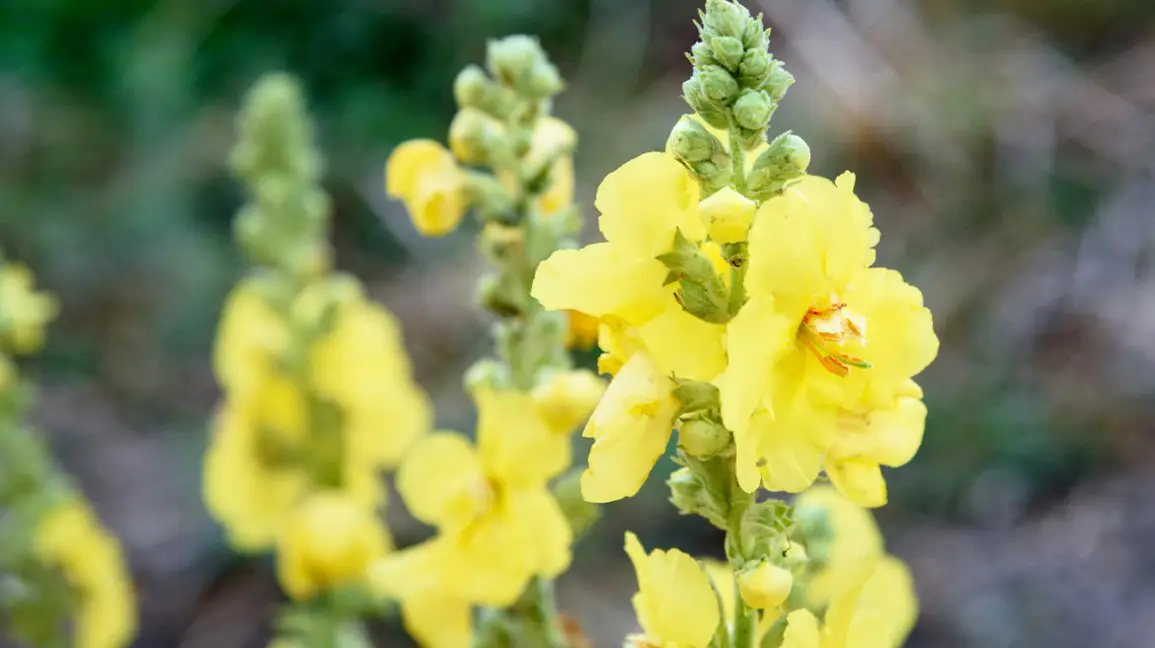 Medicinal plants used by Native Americans Mullein