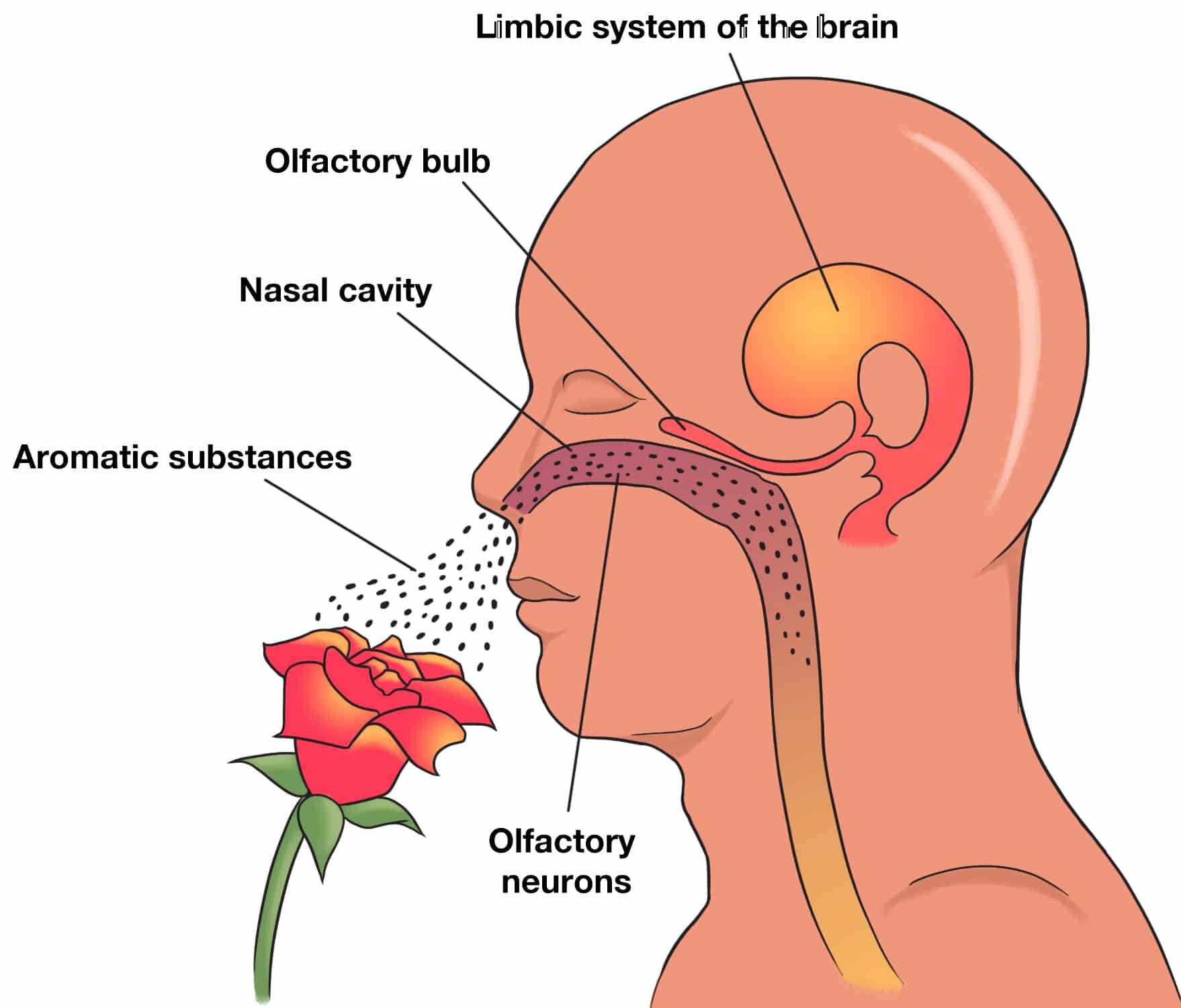 The Psychology Of Olfaction: How Smell Can Influence Your Mood And Behavior