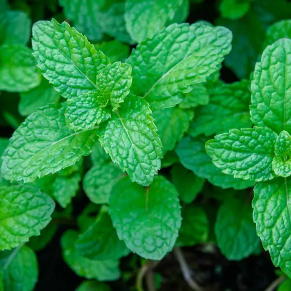 Medicinal plants used by Native Americans Mint