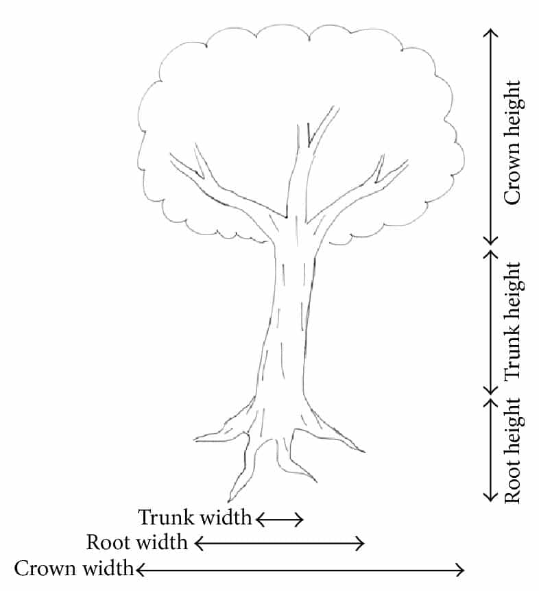 Karl Koch's Tree Test
