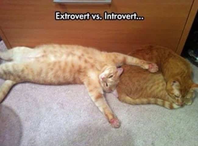 introvert vs extrovert memes