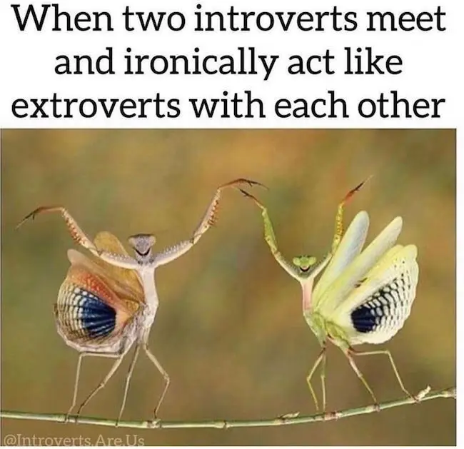 introvert vs extrovert memes