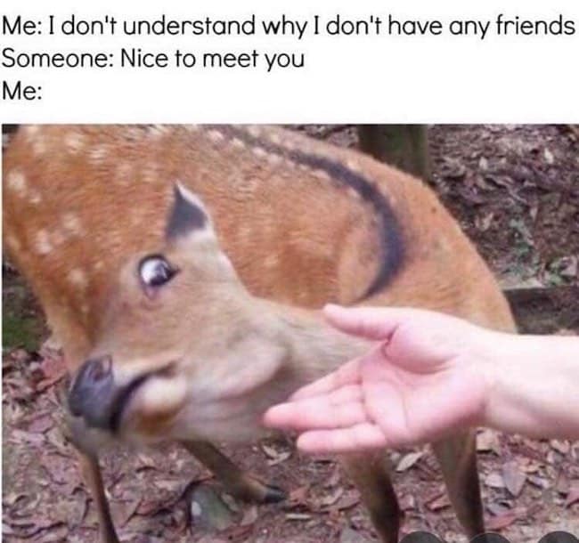 40+ Hilarious Animal Memes That Every Introvert Will Relate To