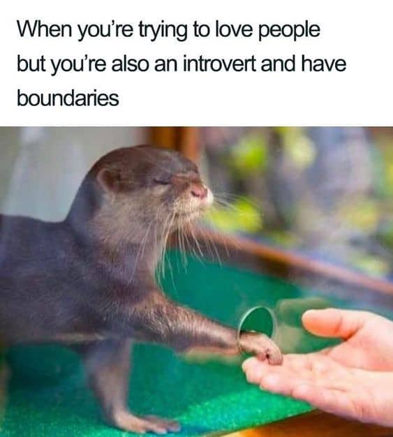 40+ Hilarious Animal Memes That Every Introvert Will Relate To
