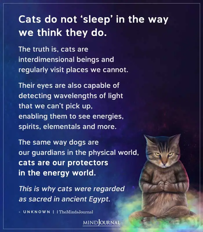 Cats Do Not Sleep In The Way We Think They Do