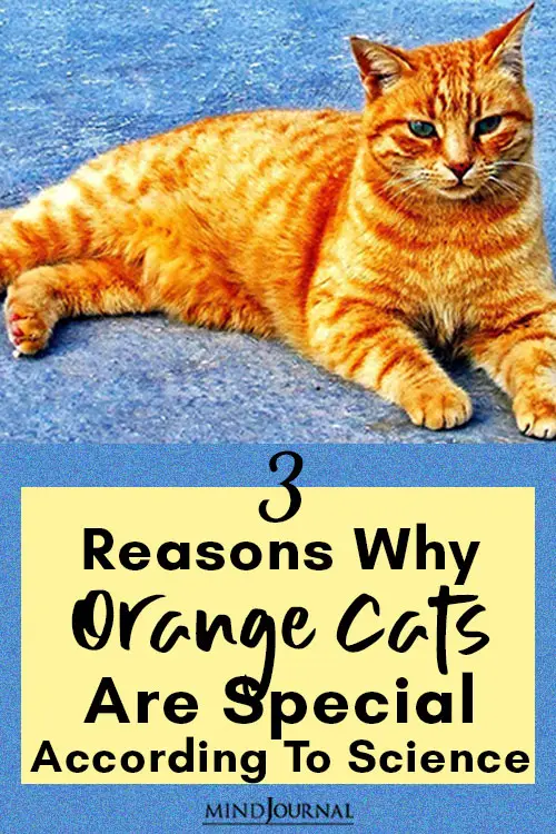 facts about Orange Cats pin