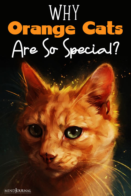 Ginger Tabby Cats facts about orange cats pin