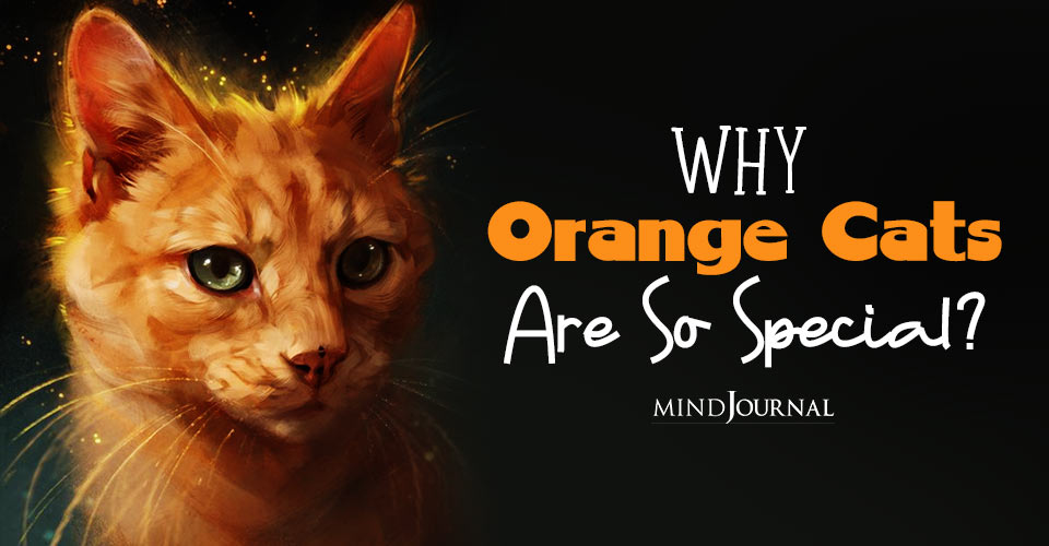 Ginger Tabby Cats facts about orange cats