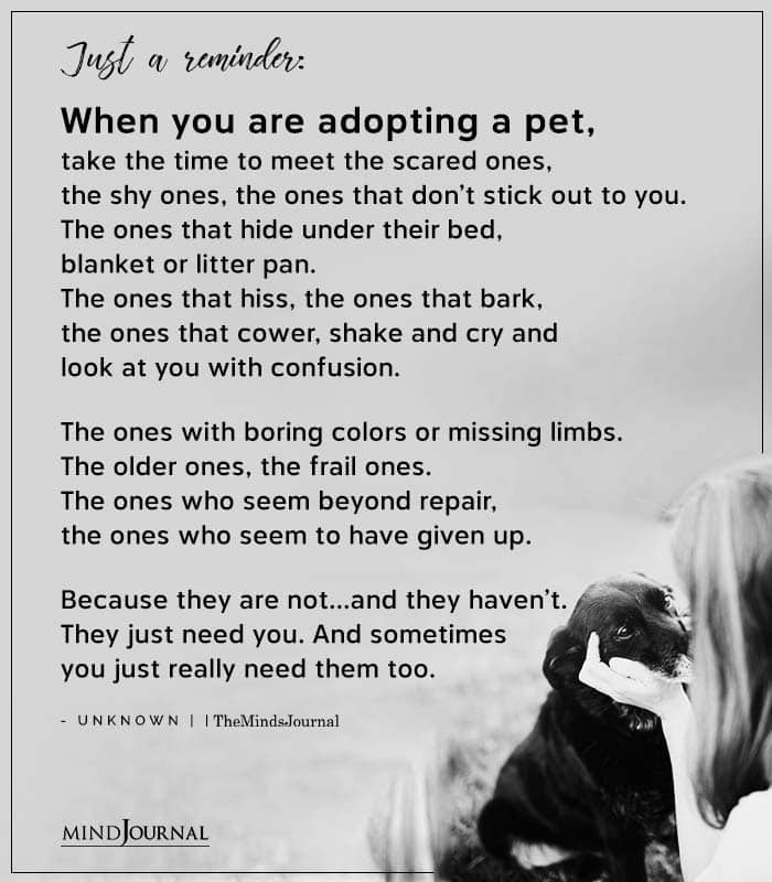 Just A Reminder When You Are Adopting A Pet