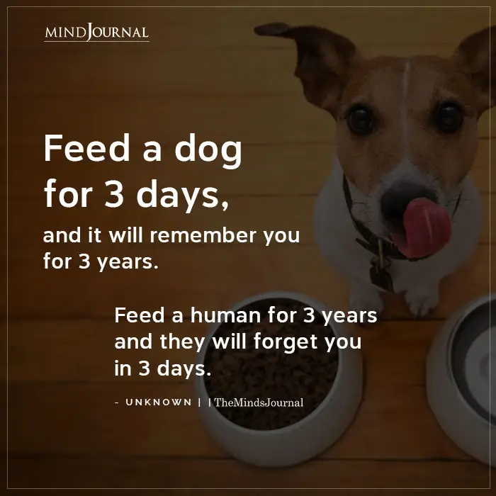 Feed A Dog For 3 Days