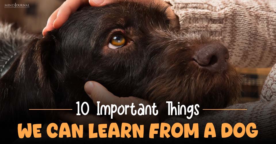 Important Things We Can Learn From A Dog