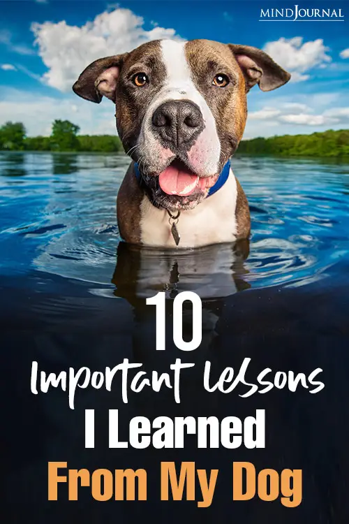 Lessons Learned From My Dog pin