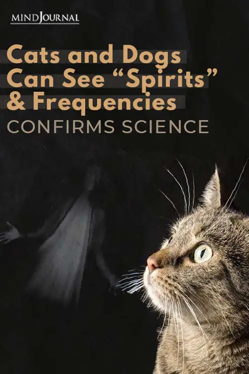 Science Confirms That Cats and Dogs Can See “Spirits” Pin