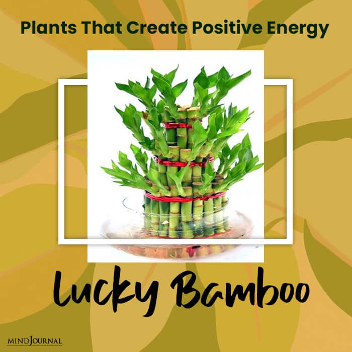 12 Plants That Can Create Positive Energy in Your Home
