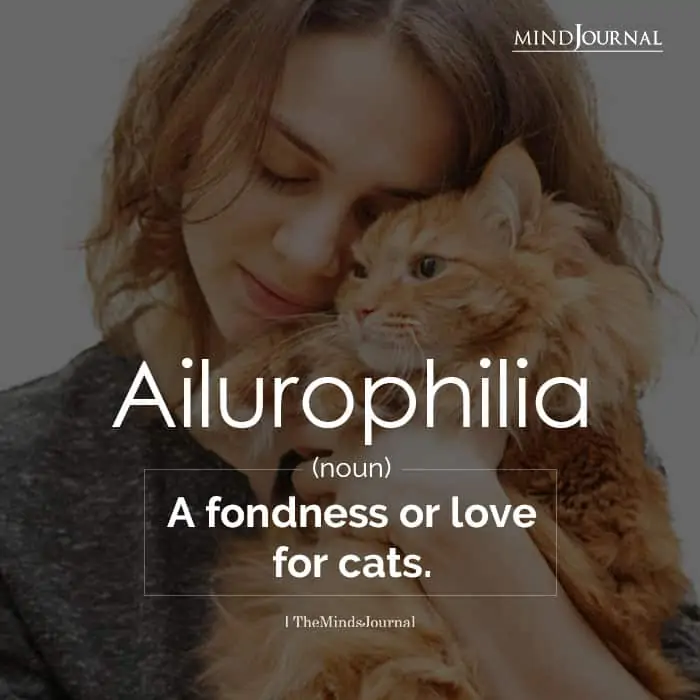Ailurophilia A Fondness Or Love For Cats