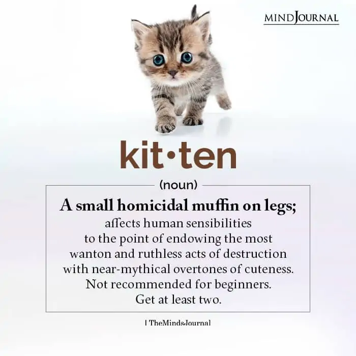 Kitten: A Small Homicidal Muffin On Legs