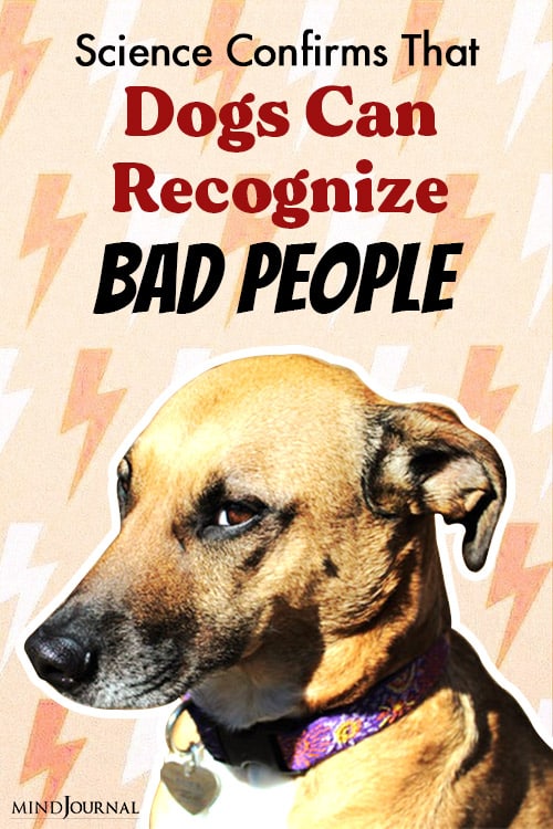 Science Confirms That Dogs Can Smell Bad People