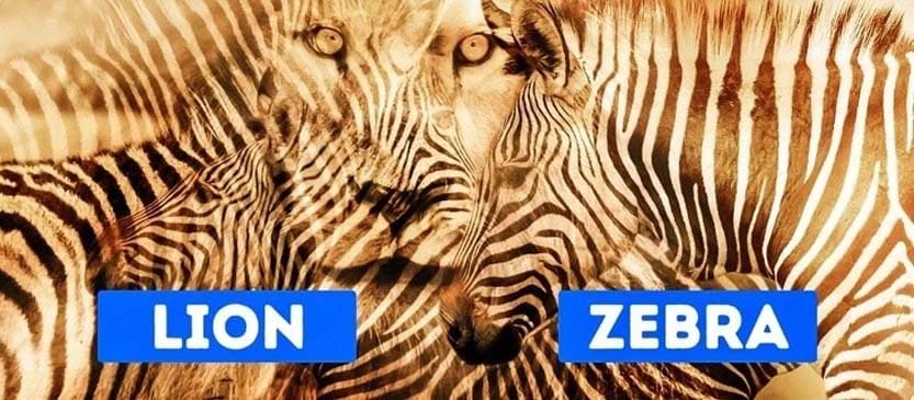 Optical Illusion Lion Zebra