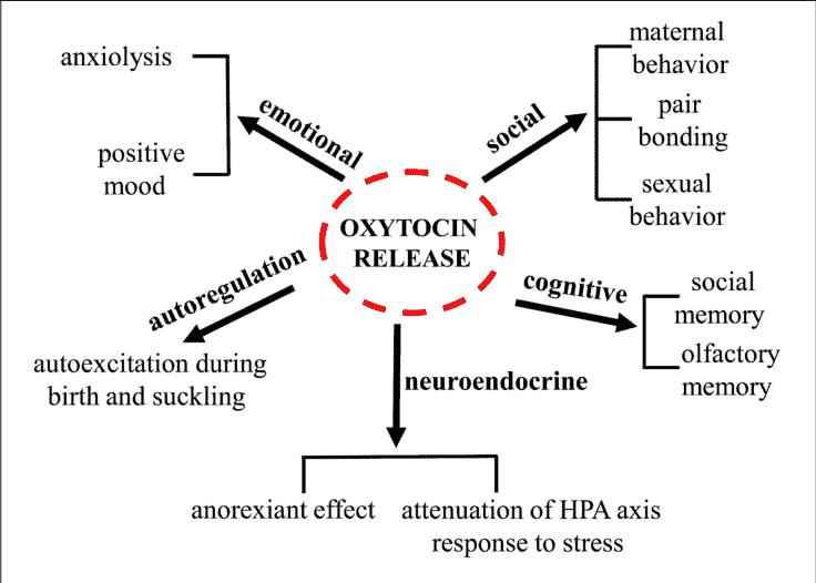 oxytocin benefits