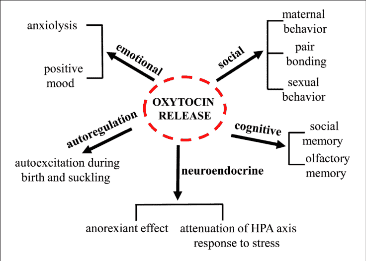oxytocin benefits