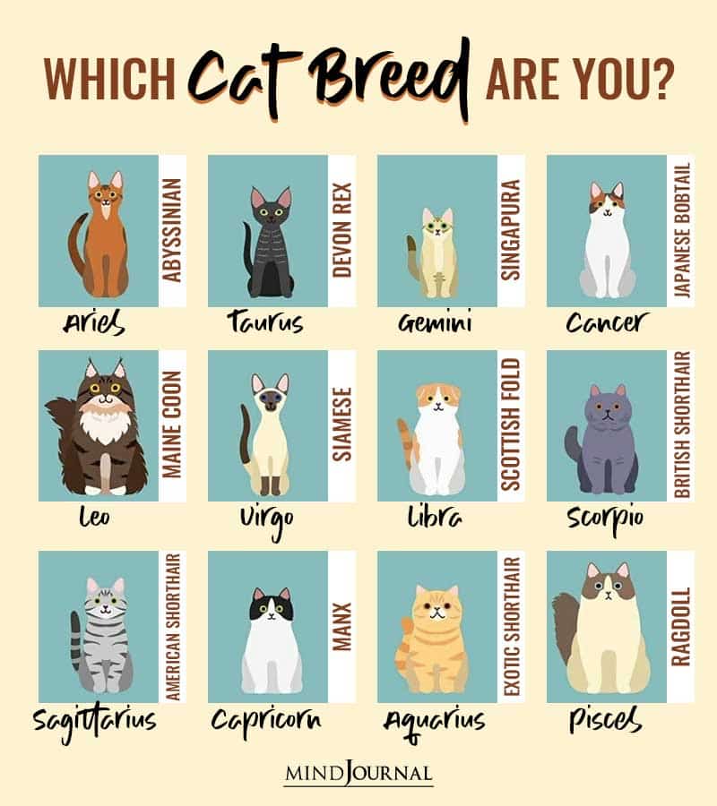 What Cat Breed Are You Based On Your Zodiac Sign