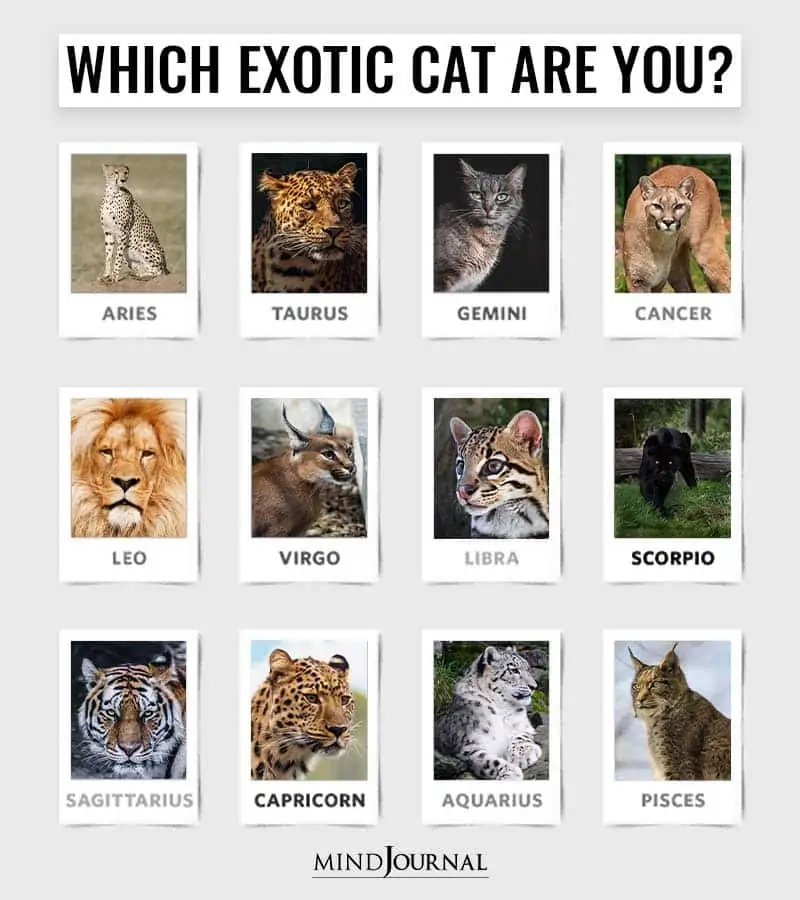 Which Exotic Cat Are You Based On Your Zodiac Sign