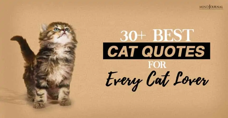 30+ Best Cat Quotes For Every Cat Lover
