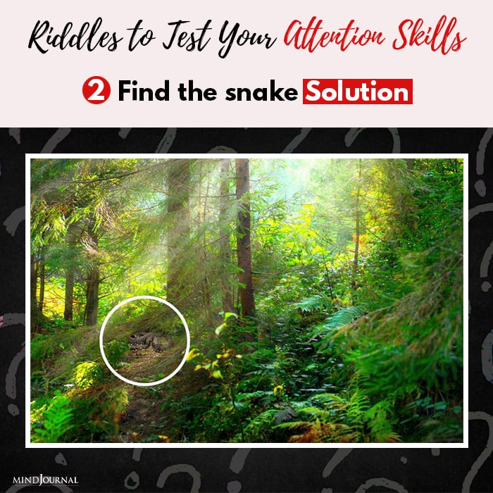 Riddles Test Attention Skills Find snake solution