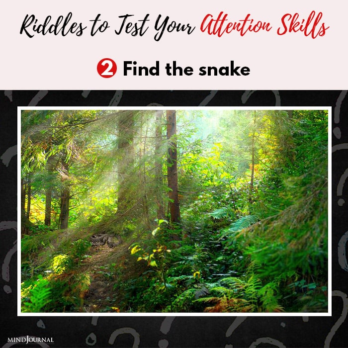 Riddles Test Attention Skills Find snake