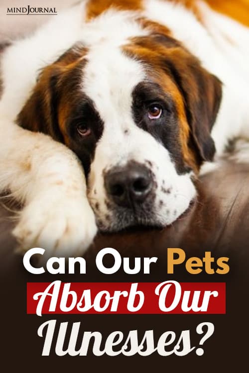 can our pets absorb our illnesses pin