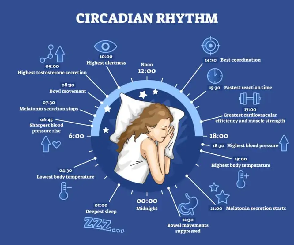 circadian rythm