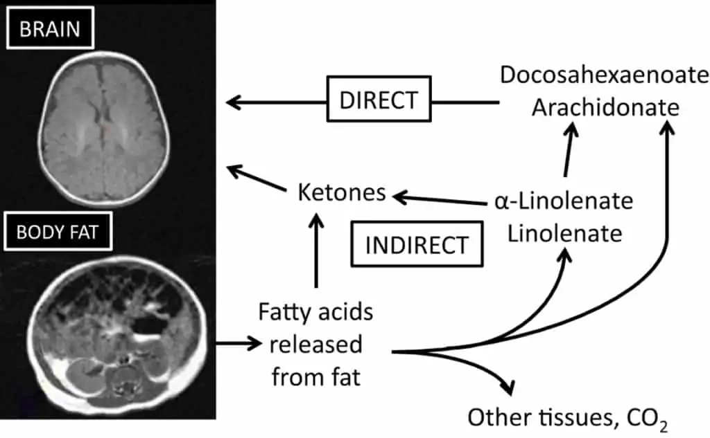 Ketones produced during fasting is good for brain. 