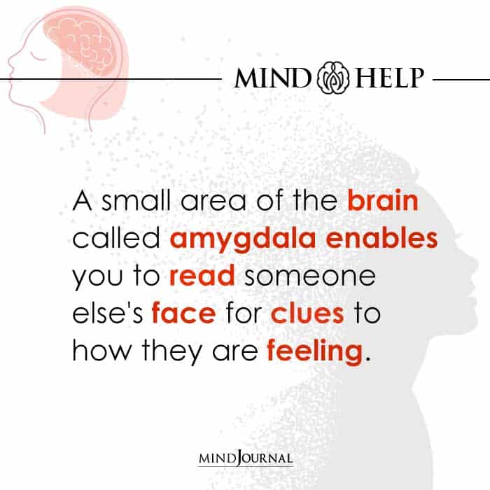 A Small Area of the Brain Called Amygdala Enables