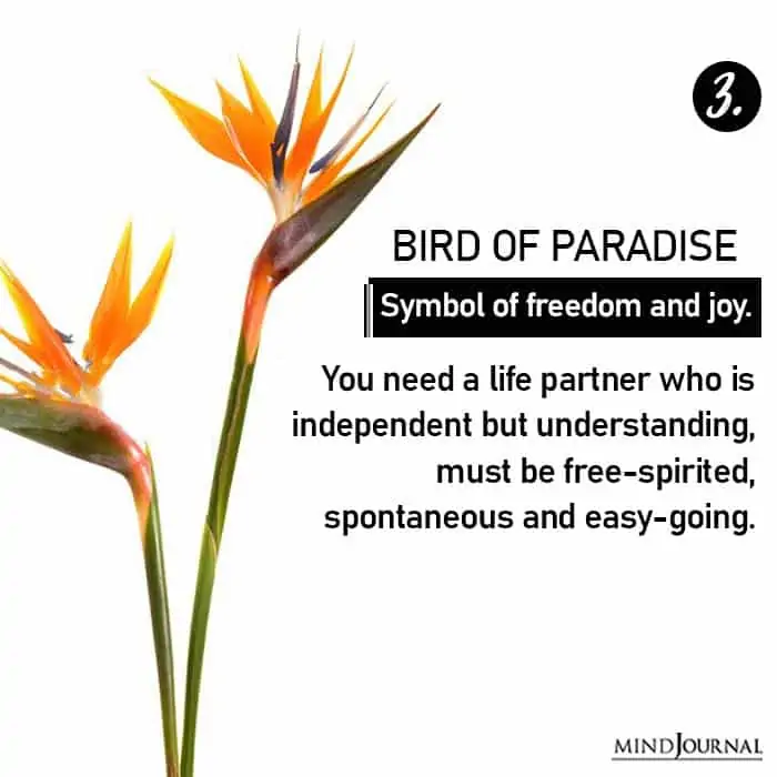 Choose Flower Reveals Love Life bird of paradise