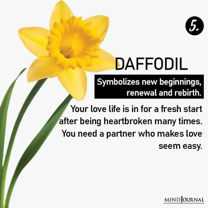 Choose Flower Reveals Love Life daffodil