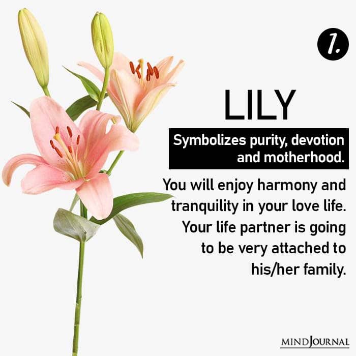 Choose Flower Reveals Love Life lily