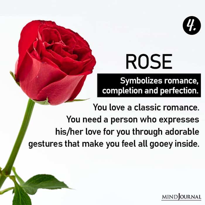 Choose Flower Reveals Love Life rose
