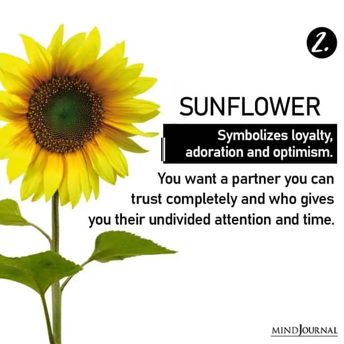 Choose Flower Reveals Love Life sunflower
