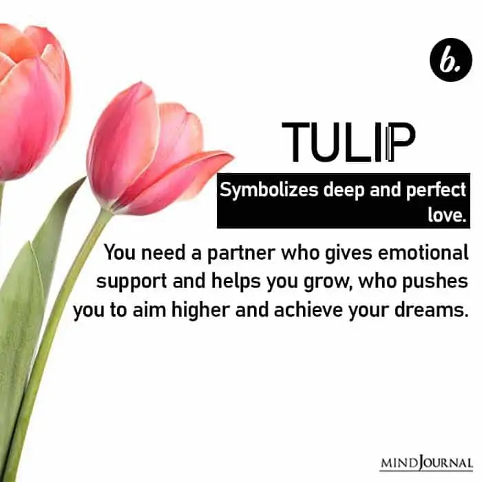Choose Flower Reveals Love Life tulip