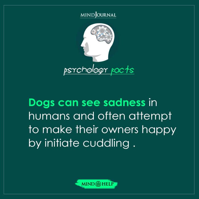 Dogs Can See Sadness In Humans