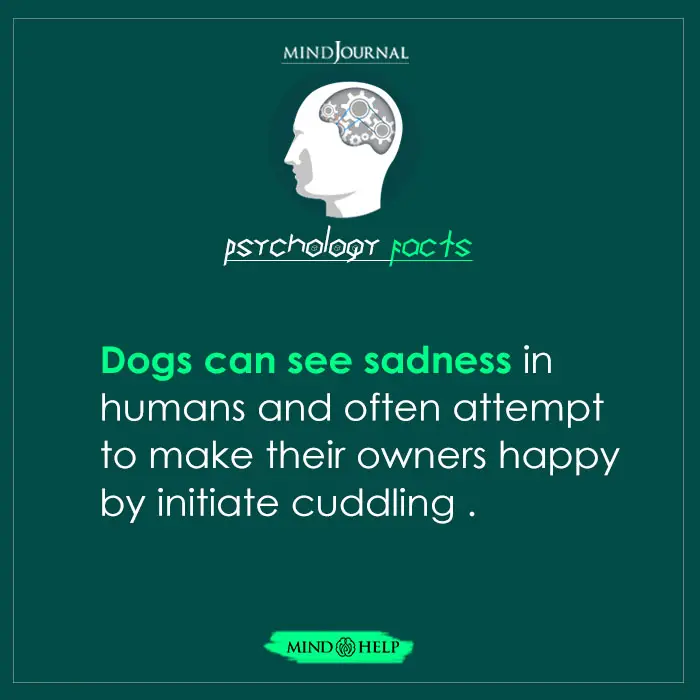 Dogs can see the sadness in humans and initiate cuddling