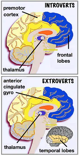 Differences in introvert's and extrovert's brain. 
