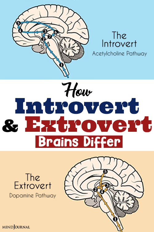 how introvert and extrovert brains differ pin